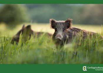 Emergenza cinghiali in Campania: Confagricoltura ed EPS denunciano danni per 4,9 milioni