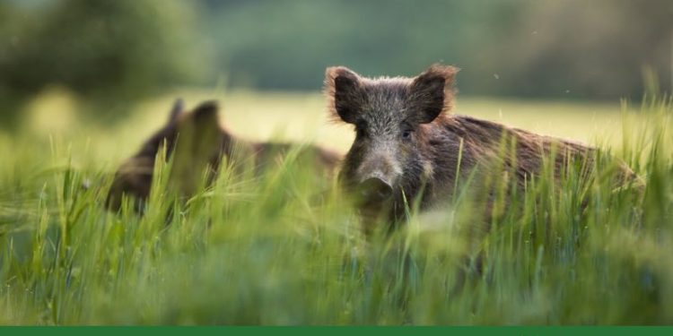 Emergenza cinghiali in Campania: Confagricoltura ed EPS denunciano danni per 4,9 milioni