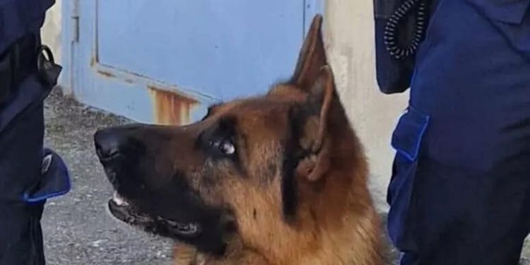 Droga sequestrata nel carcere di Salerno grazie al cane Spike