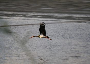 Cicogna nera, il Parco della Murgia Materana sostiene il monitoraggio satellitare della specie