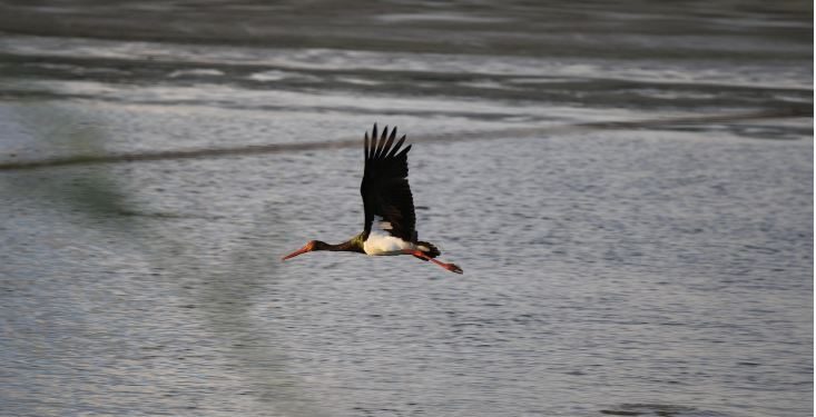 Cicogna nera, il Parco della Murgia Materana sostiene il monitoraggio satellitare della specie