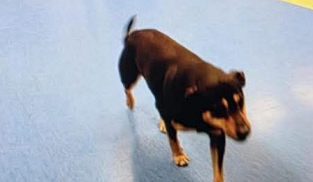 Il cane che non lascia il suo padrone: la corsa di Diego dietro l’ambulanza. La storia che commuove il salernitano