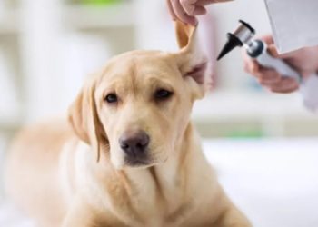 Bonus veterinario per over 65 in Campania: fino a 200 euro di rimborso, scatta il click day dal 23 febbraio