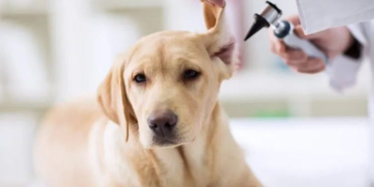 Bonus veterinario per over 65 in Campania: fino a 200 euro di rimborso, scatta il click day dal 23 febbraio