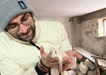 Quattro cuccioli abbandonati in un sacchetto a Sicignano salvati e accuditi dal sindaco