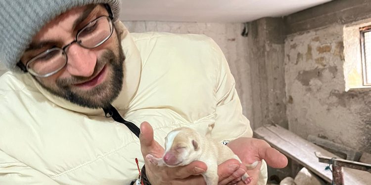 Quattro cuccioli abbandonati in un sacchetto a Sicignano salvati e accuditi dal sindaco