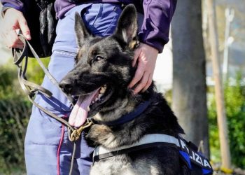 Battipaglia, controlli nelle scuole: sequestrati droga e un coltello