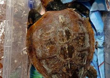 Ribattezzata “Pioppina”, la tartaruga salvata tra Casalvelino e Pioppi: trasferita al centro Anton Dohrn