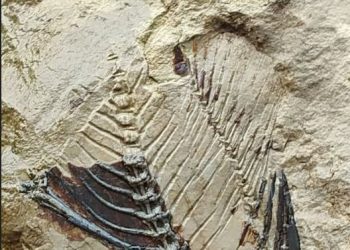 Ritrovato un fossile marino a Monte San Giacomo: la scoperta dei Carabinieri Nucleo Parco di Teggiano