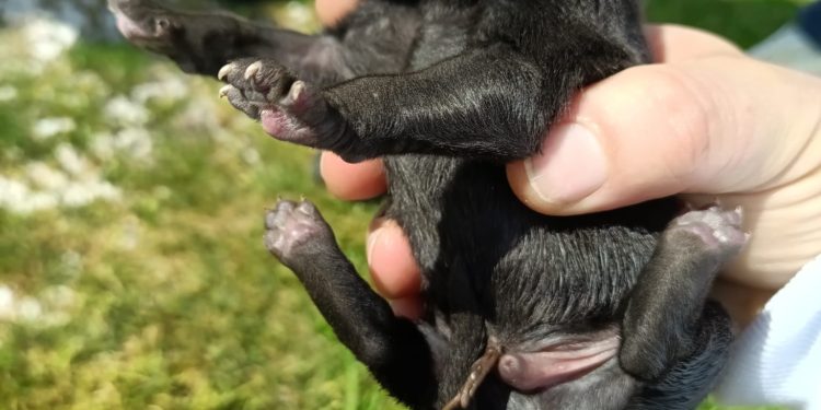 Cucciolata abbandonata tra Polla e Sant’Arsenio, caccia al responsabile
