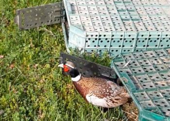 Vallo di Diano. Ripopolamento faunistico: immessi 630 fagiani dall’ATC SA2