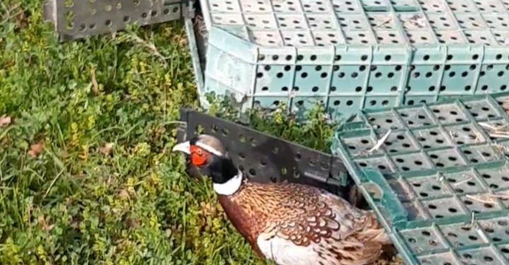 Vallo di Diano. Ripopolamento faunistico: immessi 630 fagiani dall’ATC SA2