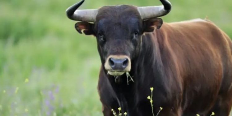 Agricoltore ucciso da un toro nell’azienda di famiglia: la tragedia nel potentino
