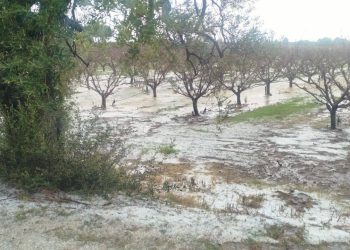 Maltempo e grandine in Basilicata, allarme agricoltura: danni nel Metapontino