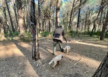 Nasce la più grande tartufaia controllata d’Europa: 143 ettari tra Pisticci e Scanzano