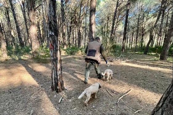 Nasce la più grande tartufaia controllata d’Europa: 143 ettari tra Pisticci e Scanzano