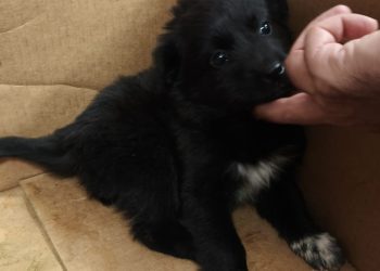 Sant’Arsenio, ritrovati 7 cuccioli e 5 gattini abbandonati: scatta l’appello per le adozioni”