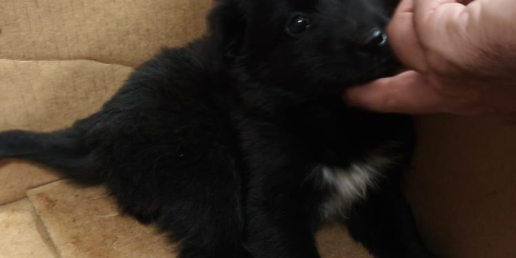 Sant’Arsenio, ritrovati 7 cuccioli e 5 gattini abbandonati: scatta l’appello per le adozioni”