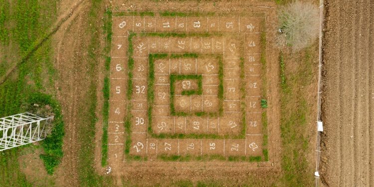 A Caselle in Pittari la biblioteca del grano e il gioco dell’oca, un viaggio tra biodiversità e tradizione