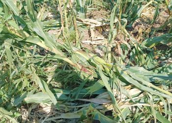 Danni dei cinghiali alle aziende agricole. Appello di una ditta di Montesano: “Chi ha avuto i nostri problemi ci contatti”