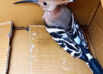 Upupa rimane chiusa in una struttura sanitaria: intervento congiunto di ENPA e Vigili del Fuoco a Salerno