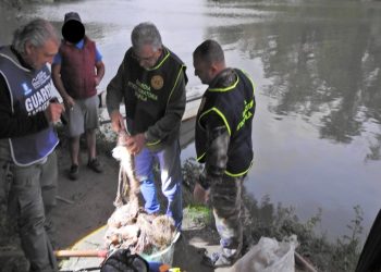 Carabinieri e guardie volontarie contro la pesca di frodo sul fiume Sele: quattro denunciati e maxi sequestro