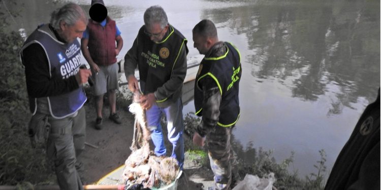 Carabinieri e guardie volontarie contro la pesca di frodo sul fiume Sele: quattro denunciati e maxi sequestro