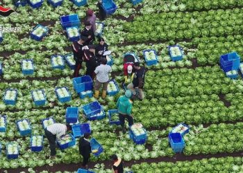 Tratta di esseri umani e sfruttamento nei campi: 12 misure cautelari tra Basilicata, Campania e Nord Italia, coinvolto anche un indiano residente a Padula
