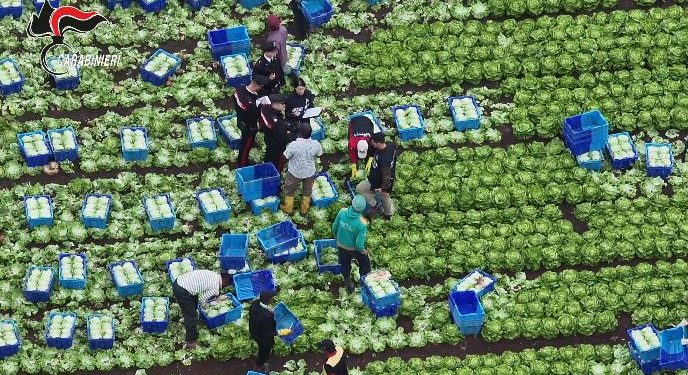 Tratta di esseri umani e sfruttamento nei campi: 12 misure cautelari tra Basilicata, Campania e Nord Italia