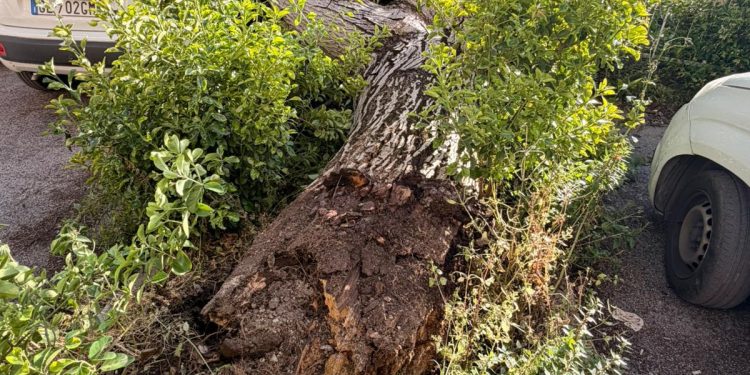 Albero cade su due auto nel parcheggio di Sala Consilina