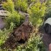 Albero cade su due auto nel parcheggio di Sala Consilina