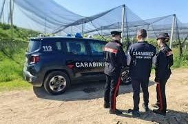 Agricoltura e sfruttamento del lavoro nel Salernitano: sospese 4 attività, oltre 60mila euro di sanzioni