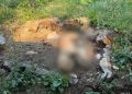 Presunto avvelenamento di cani tra San Gregorio Magno e Buccino. La scoperta della Guardia Agroforestale