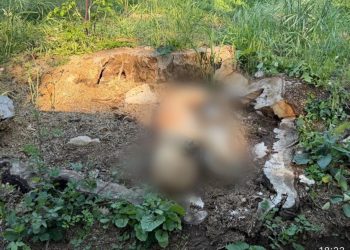 Presunto avvelenamento di cani tra San Gregorio Magno e Buccino. La scoperta della Guardia Agroforestale