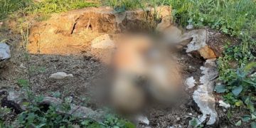Presunto avvelenamento di cani tra San Gregorio Magno e Buccino. La scoperta della Guardia Agroforestale