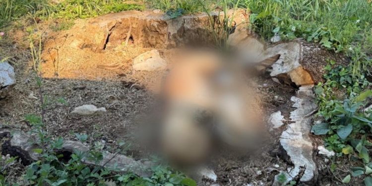 Presunto avvelenamento di cani tra San Gregorio Magno e Buccino. La scoperta della Guardia Agroforestale