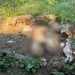 Presunto avvelenamento di cani tra San Gregorio Magno e Buccino. La scoperta della Guardia Agroforestale