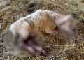 Mucca aggredita dai lupi tra Polla e Sant’Arsenio. Due anni fa la stessa azienda perse alcuni capi