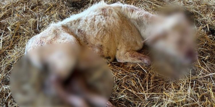 Mucca aggredita dai lupi tra Polla e Sant’Arsenio. Due anni fa la stessa azienda perse alcuni capi