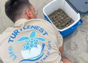 Nido di Caretta caretta sulla spiaggia del Mingardo a Camerota: il secondo,  dall’inizio della stagione estiva