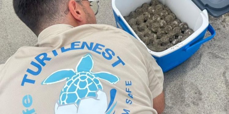 Nido di Caretta caretta sulla spiaggia del Mingardo a Camerota: il secondo, dall’inizio della stagione estiva