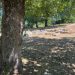 In cerca degli antichi lucani a Roccagloriosa. Al via gli scavi archeologici