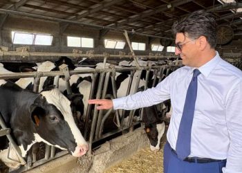 Zootecnia lucana, nuovi sostegni dalla Regione: approvati avvisi per allevamenti e transumanza