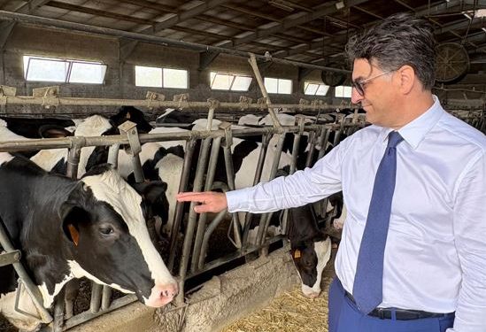 Zootecnia lucana, nuovi sostegni dalla Regione: approvati avvisi per allevamenti e transumanza