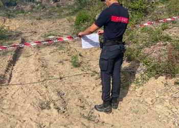 Abusi in area protetta del Cilento, sequestrato bosco di tre ettari nel Comune di Serramezzana