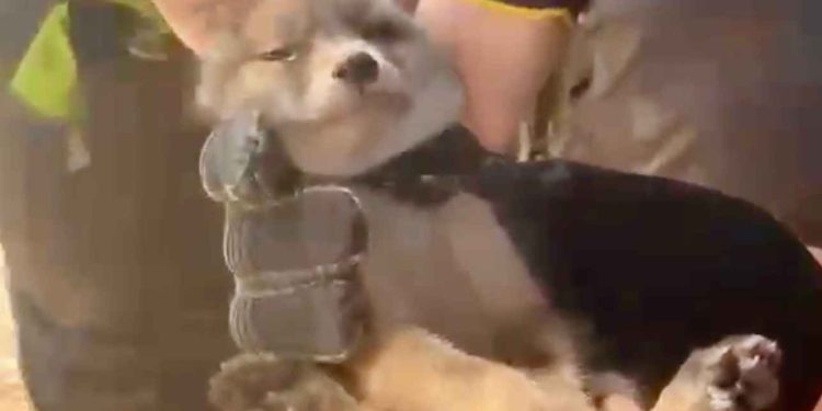 Cucciola di volpe salvata da una trappola di cemento: intervento congiunto di Enpa Salerno e Vigili del Fuoco