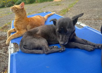 Abbandonati a Teggiano e Montesano: Minnie e Grisù, uniti nel buio cercano un’adozione di coppia