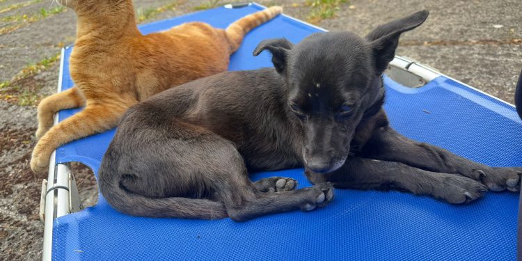 Abbandonati a Teggiano e Montesano: Minnie e Grisù, uniti nel buio cercano un’adozione di coppia