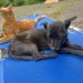Abbandonati a Teggiano e Montesano: Minnie e Grisù, uniti nel buio cercano un’adozione di coppia