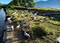 Lo spettacolo della transumanza tra Polla e San Rufo: il “viaggio” di una mandria di bovini